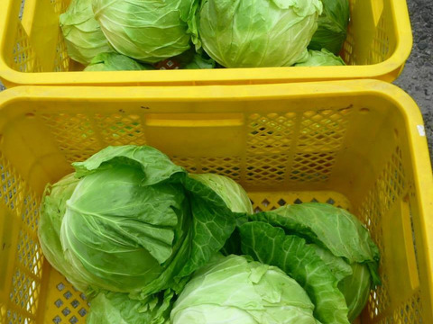 【夏ギフト】う～ん甘い！採れたて＊キャベツ5個～農薬/化学肥料・不使用