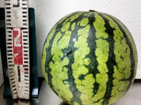 兵庫産夏武輝 大玉　３L スイカ1玉　ご家庭用⑤