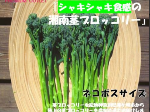 神奈川県産　茎ブロッコリー（スティックセニョール）
