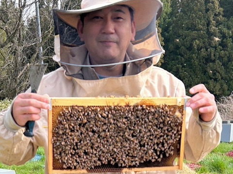 【春採れ】新蜜　非加熱･無添加　国産はちみつ【山桜】500g