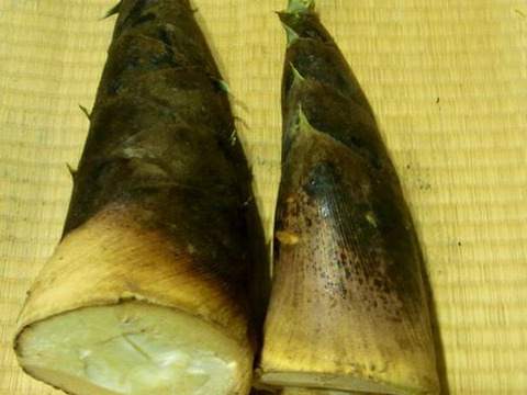 【最短発送】兵庫産朝掘りたけのこ２．０kg