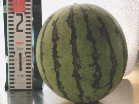 【訳あり】兵庫産　夏武輝 中玉スイカ1玉　ご家庭用⑪