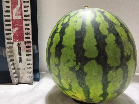 兵庫産夏武輝 中玉スイカ1玉　ご家庭用⑧