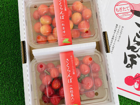 さくらんぼ食べ比べ🍒7品種から旬の2品種をお届け！佐藤錦や紅秀峰など品種はおまかせ🍒2箱セット商品
