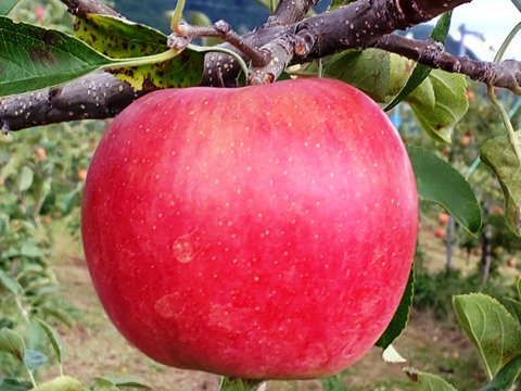 こうたろう＋シナノゴールド　家庭用　約5キロ【葉とらず】JA基準より60％減の低農薬栽培　10月12～22日【りんご食べ比べ】