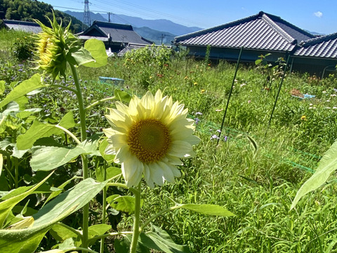 【5本】ホワイト〜淡黄色のユニークなカラーの珍しいひまわり