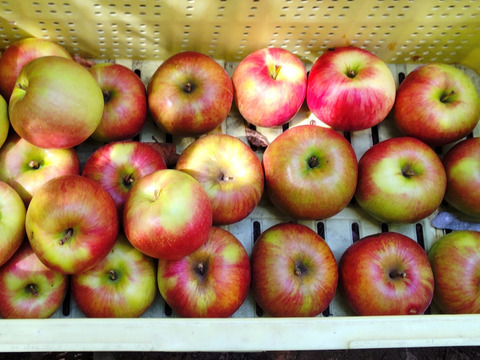 サンつがる　加工用（生食も可）　約10キロ【葉とらず】JA基準より60％減の低農薬栽培