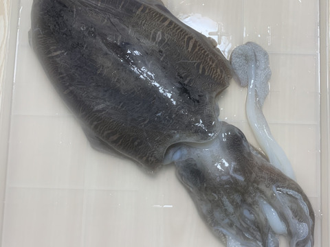 【漁師直送】紋甲烏賊 1杯《約1.3kg》