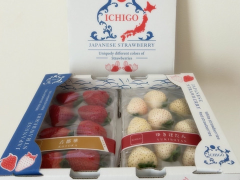 【いちご食べ比べ】奈良発☆古都華×ゆきぼたん(各1Ｐ)　250g×2Ｐ