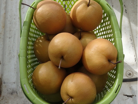 収穫翌日発送【10月8日頃から発送】和梨　にっこり　家庭用　約3.5キロ（1玉320～450ｇ、この品種にしては小玉です）