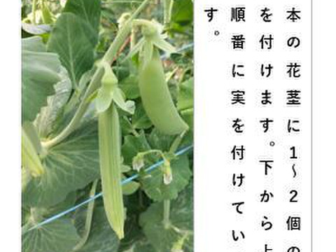 イチゴとスナップのセット＜いちご/１パック＋スナップ/約700g＞