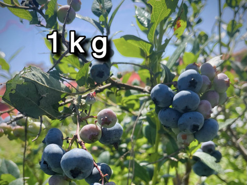 【シーズン終盤の晩成品種】自然栽培生ブルーベリー（北海道産）1kg