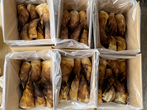 京都の春を味わう『京都山城産 朝堀たけのこ 3kg』（皮付き3～4