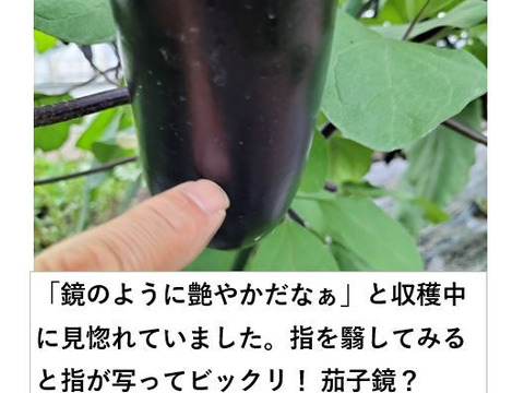 黒光りする太くて長いナス！汁や油との相性ピカイチ＜20本＞