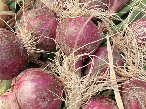 自然栽培　紫タマネギ　2kg