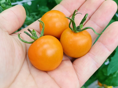 プチうま】オレンジパルチェ 1キロ：宮崎県産の野菜｜食べチョク｜産地