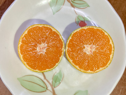 【ご自宅用】食べたらやみつき　完熟極早生みかん『豊福』５kg