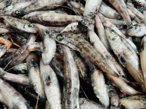 お刺身・焼き物で食べたい【メヒカリ大】２５尾前後/800g