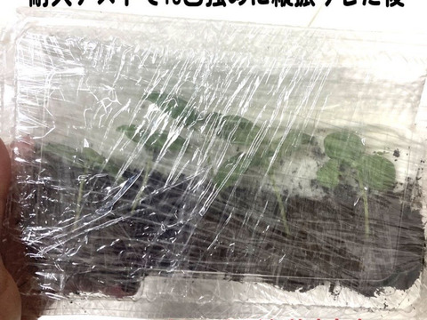 育てやすい白菜の苗を6本お届けいたします。