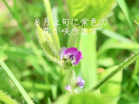 本場！丹波篠山市産　丹波黒枝豆５００g　２袋　さやのみ