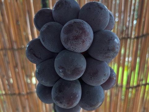 【2026年予約】岡山県産「ニューピオーネ」果汁たっぷり大粒種無し2kg以上(3～4房）