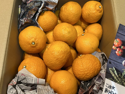 【えひめ・しまなみの島ぽんかん】瀬戸内よりお届け！いまが旬のポンカン４㎏【約３０～４０個・サイズ混合・ご家庭用】芳醇な香りとジューシーな果肉が魅力です！