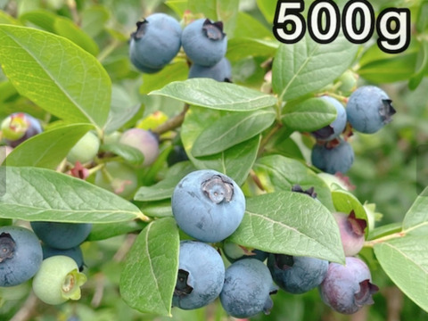 【生ブルーベリー】昔ながらの品種の生ブルーベリー（北海道産）500g