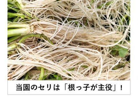 鍋・お雑煮の葉物セットA＜セリ/春菊/ホウレンソウ,各300g＞ 【冬ギフト】