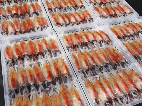 新鮮朝獲れ！獲れたて鮮度を即直送！！《富山湾》🦑生ほたるいか🦑3パック