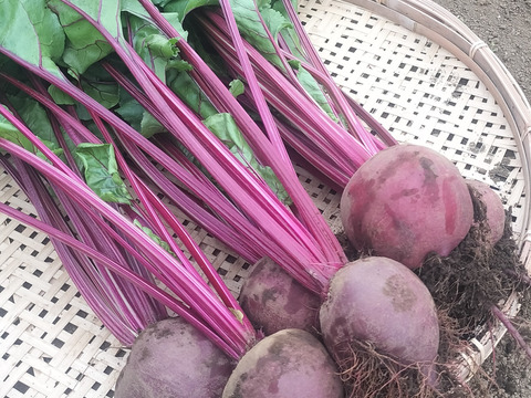 【農薬化学肥料不使用】程よい甘さで栄養豊富！ビーツ 約1.8kg