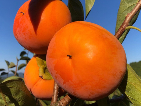 収穫最終期！大玉ゴロゴロ！【富有柿訳あり 10kg】和歌山・橋本産のオレンジの宝石✨　　
お得なうちに！！