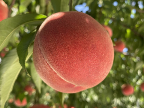 【夏ギフト】初夏の7月収穫の桃 朝採り収穫したその日に発送します✨品種おまかせ