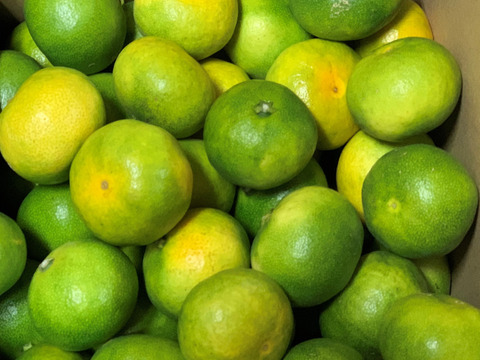 青みかん5kg+極早生みかん3kg