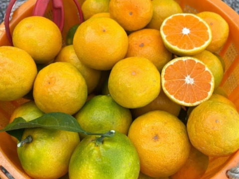 有田みかん【由良Lサイズ以上】8kg（箱込）