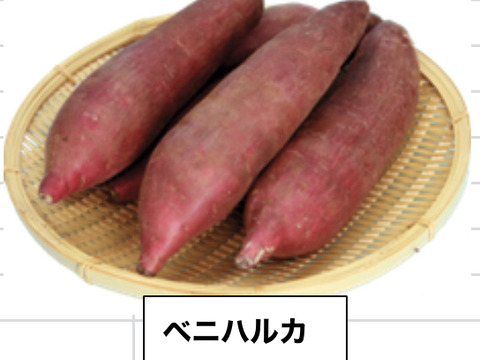 熟成二週間-四週間済みベニハルカ5k