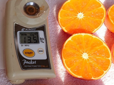 新品種☆柑橘☆みはや☆4kg通常サイズ