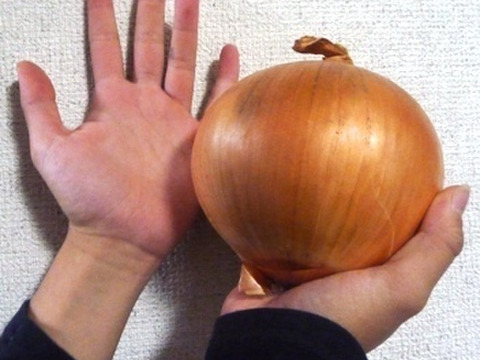 納豆菌栽培 残留農薬不検出の淡路島産たまねぎ ２ｌ大玉５ｋｇ 兵庫県産 食べチョク 農家 漁師の産直ネット通販 旬の食材を生産者直送