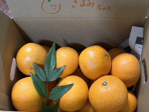 朝市限定】3kg： 濃密な果汁No.1！きよみ清見オレンジ：和歌山県産の