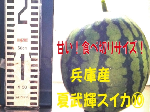 兵庫産夏武輝 小玉スイカ1玉　ご家庭用⑩