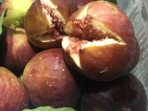 兵庫産 秋の味覚イチジク 500ｇクール便