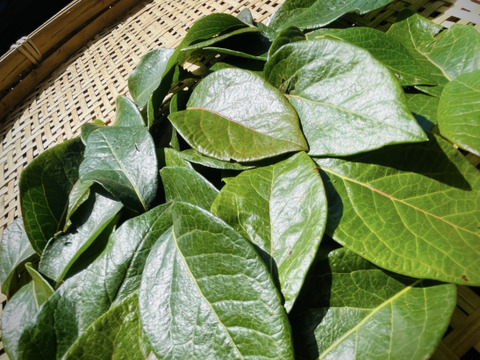 【父の日ギフト】旬のリーフ野菜 & ハーブソルト（ブルベリー葉）のお買い得セット ※まとめ買い対応