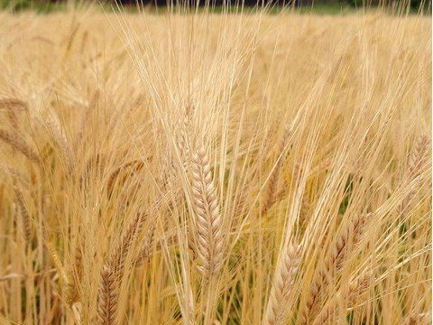 送料一律◆農薬化学肥料不使用◆もち麦(キラリモチ)【500g】