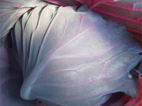 ミニ紫キャベツ　３キロ