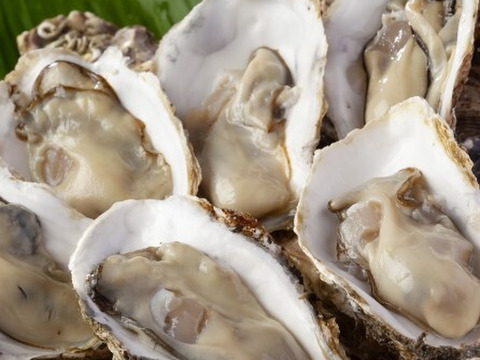 【追加販売】牡蠣好き歓喜の20%増量中！（500g）×4袋 【生牡蠣】【生食用】三重県産 浦村かき むき身 牡蠣 総重量2キロ
生で食べれる衛生的な牡蠣です！牡蠣 歳暮 熨斗   母の日父の日