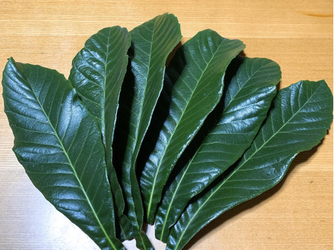 『熊本県産』 枇杷の葉 びわの葉 20枚以上 (中~特大) 採れたて！農薬不使用！