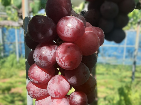 【家庭用】クイーンルージュ 約800g 長野名産・皮ごと食べられる種無しぶどう。お得な訳あり品、家庭用に 産地直送で10月上旬頃から#NGR0B008