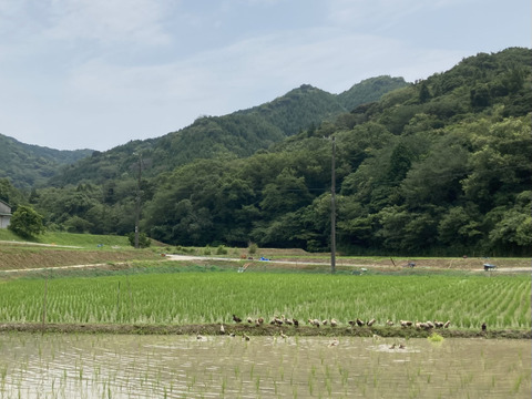 淡路島産コシヒカリ！『アイガモ農法米』農薬、化学肥料不使用！玄米５kg