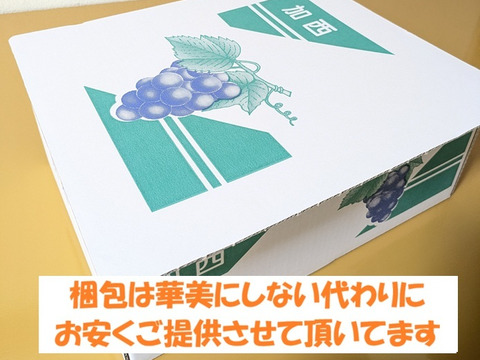 規格外・家庭用【低農薬栽培】あふれる果汁で濃厚な甘み！加西ゴールデンベリーA（２kg前後）