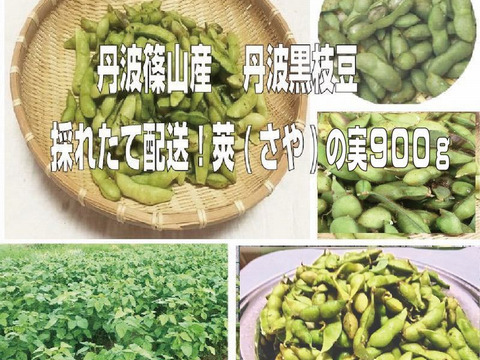 【期間限定セール】丹波篠山産 丹波黒枝豆　新鮮・採れたて配送！　莢（さや）の実　９００ｇ