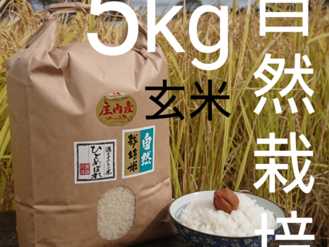 【 玄米・5kg 】米の旨味たっぷり 自然栽培米 ひとめぼれ